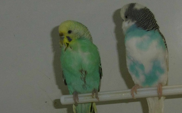 Budgies at Stapeley Grange