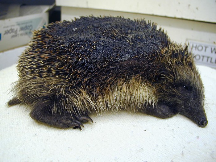 Burnt Hedgehog (British Hedgehog Preservation Society)