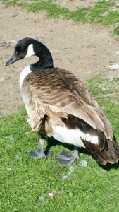 Canada goose with angel wing at Nantwich Lake