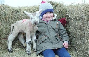 Hundreds brave winter chill to enjoy Reaseheath’s newborn lambs