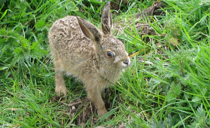 Cheshire Wildlife Trust provides haven for orphaned RSPCA hares - picture 2_07.05.15