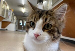 RSPCA plea to find “oddball” cat new home in Nantwich