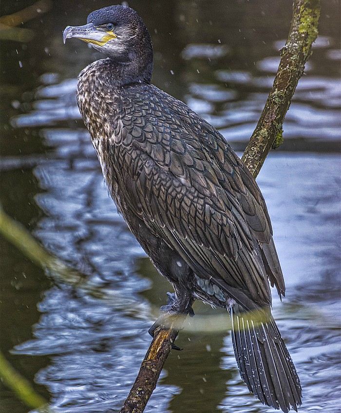 Cormorant