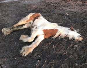 RSPCA appeal as dead foal dumped “like rubbish” on A500