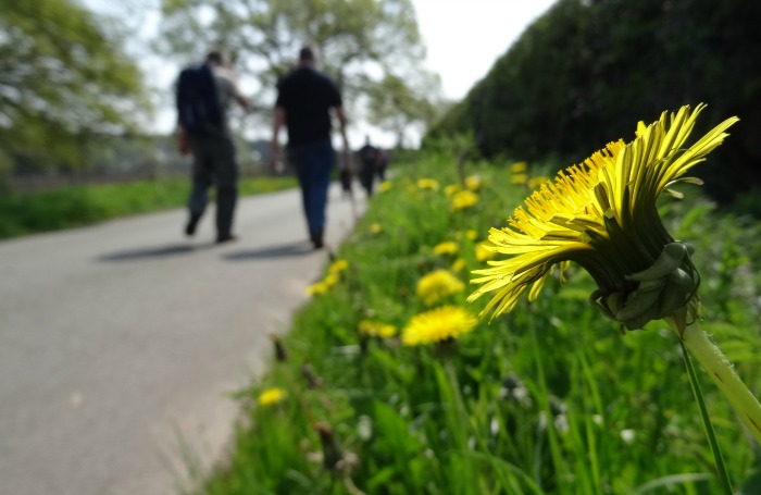 Dandelions alongside the road during the Wybunbury walk