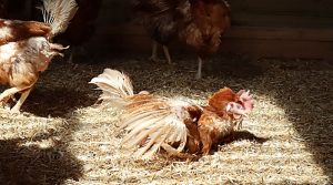 Why keeping hens is “addictive” and taking off in Cheshire!