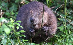 Cheshire Wildlife Trust to bring beavers back after 400 years