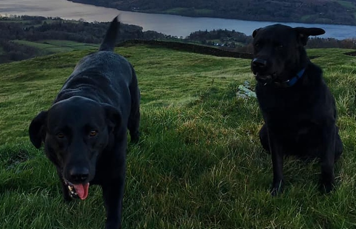 Denzel and Welly stolen dogs