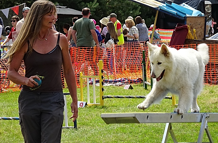 Dog agility show - RSPCA Stapeley Grange
