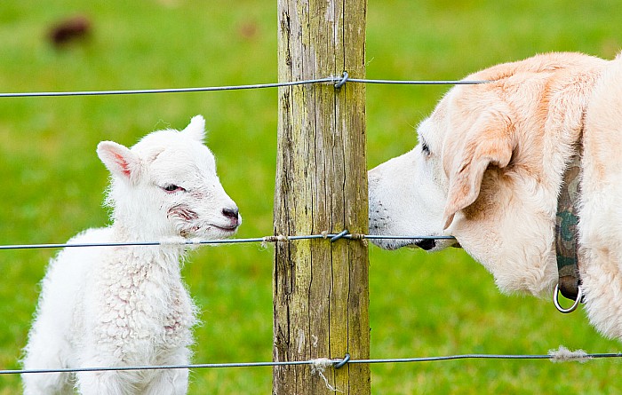 Dog near newborn lamb