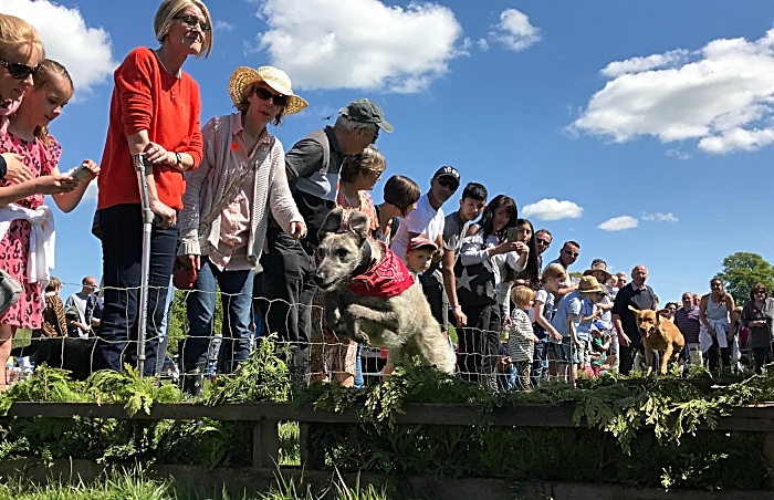 Dog & terrier racing (1)