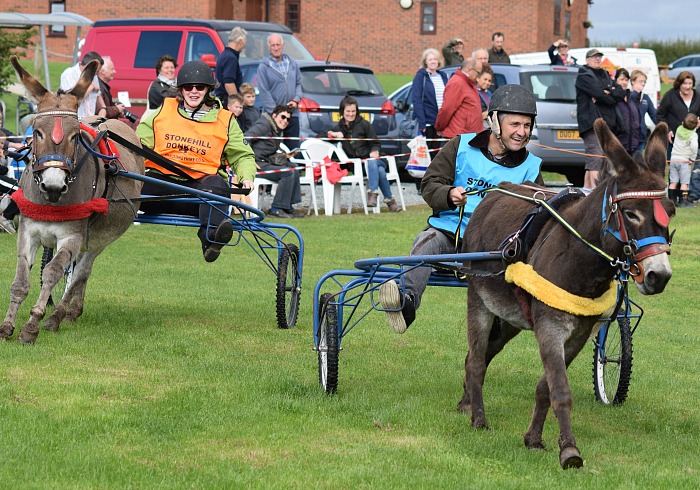 Donkey Derby chariot race - riders race for the line