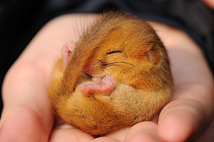 Dormouse c. Amy Lewis - cheshire wildlife trust