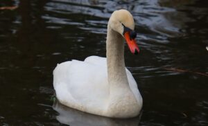Popular swan at Crewe’s Queens Park passes away