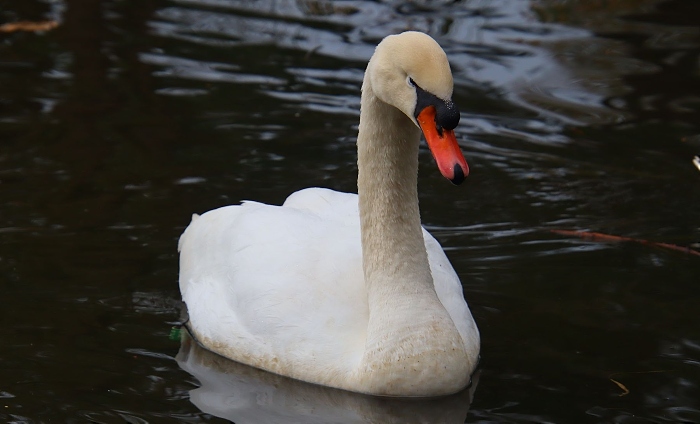 Duke the swan at Queens Park Crewe (1) (1)