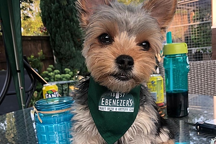 Ebenezer's Craft Beer & Gin - dog bandanna modelled by Dinky (1)