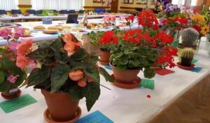 Wistaston Flower and Produce Show 2021 results
