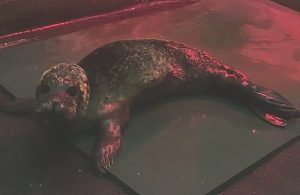 Orphaned seal pup at RSPCA Stapeley Grange marks start of ‘seal season’
