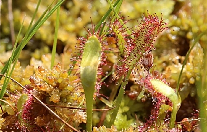 meat-eating plants - Great sundew plant - pic by Josh Styles