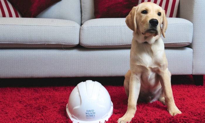 Guide dog for the Blind puppy, Wilson, sponsored by David Wilson Homes