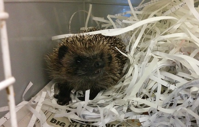 Hedgehogs - RSPCA Stapeley