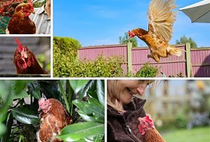 Third Hen re-homing event to take place in Nantwich