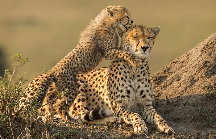 Ian Whiston - 3_Cheetah Cub Playing with Mother_N26 (1)