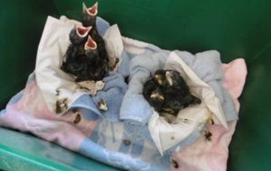 RSPCA appeal as hundreds of baby birds flock to Nantwich wildlife centre