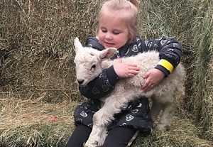 Hundreds flock to lambing weekend at Reaseheath College in Nantwich