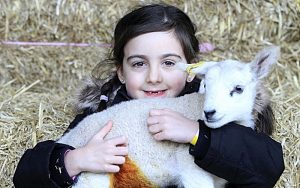 Hundreds of families enjoy first Reaseheath lambing event of year