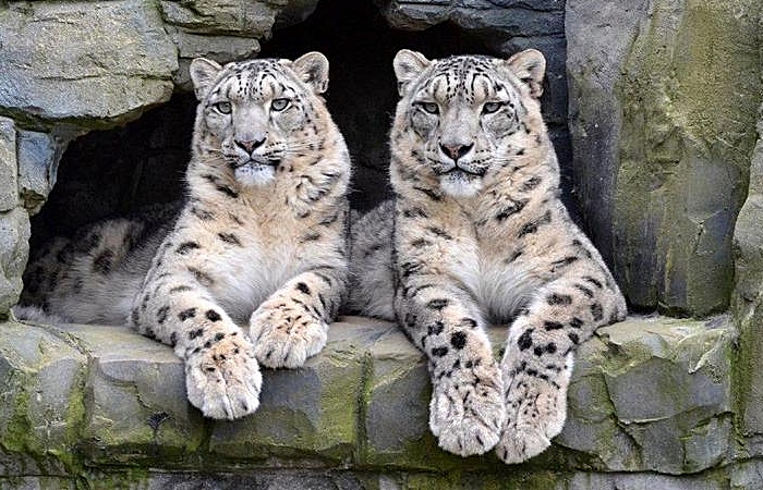 zoo - Lakeland Wildlife Oasis snow leopards (1)