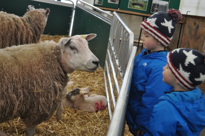 Lambing weekend - Zac, 4, and Ben,2, Hynes from Willaston