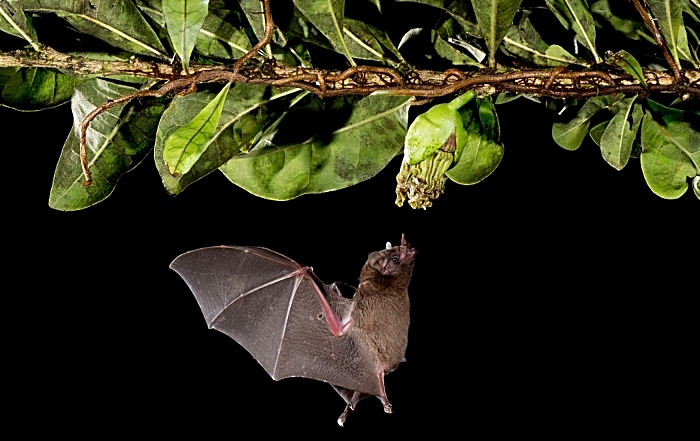 wildlife photographer - Leaf-nosed bat, by Paul Hobson (1)