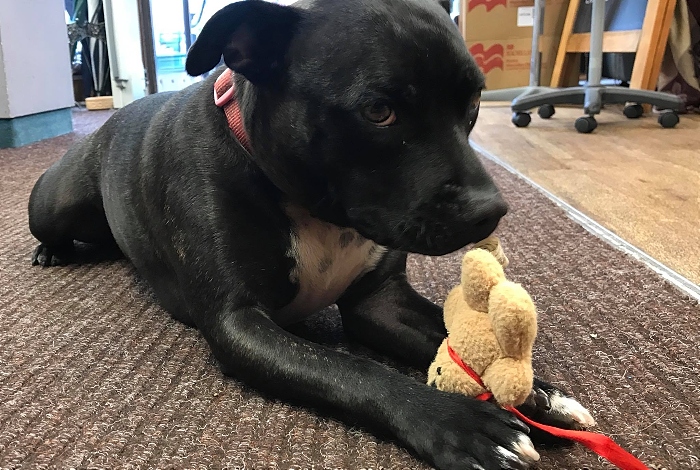 Lola in the Nantwich Bookshop and Coffee Lounge (1)