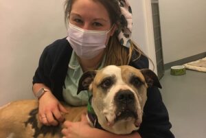 Crewe and Nantwich RSPCA appeal to fund surgery for rescued dog Marley