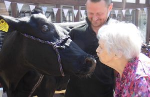 Midnight the cow puts Nantwich care home residents in good mooo-d