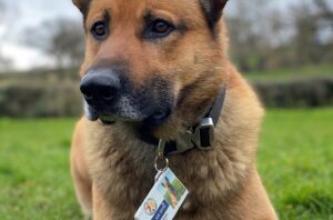 Cheshire Police dogs issued ID cards to tighten law on attacks
