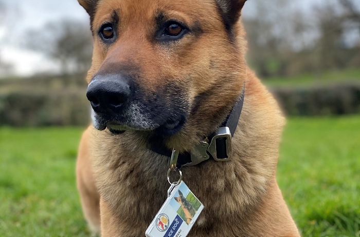 Mikko - cheshire police dogs ID cards