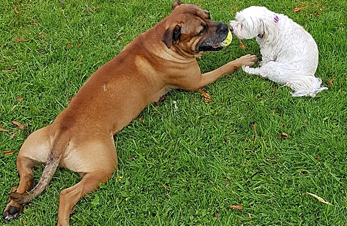 Milo and pal dog