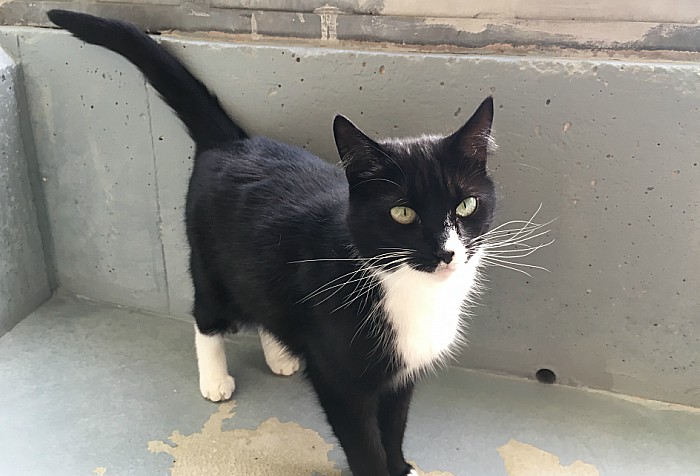 Mo, stapeley cattery