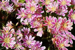 Nantwich Museum to stage Plant Sale on May 29