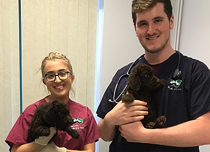 Nantwich Pet Vets - puppies