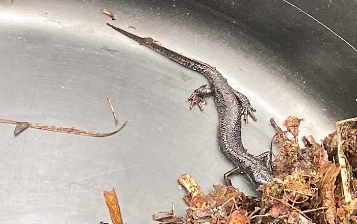 Newts 1 - rescued in Ridley
