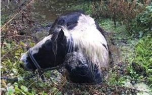 Horse rescued by fire crews from water-filled ditch near Nantwich