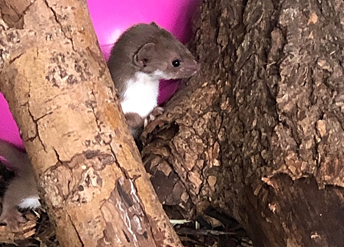 Orphaned Weasel at RSPCA Stapeley Grange