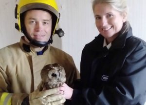 RSPCA staff in Nantwich treat owl trapped in house after falling down chimney