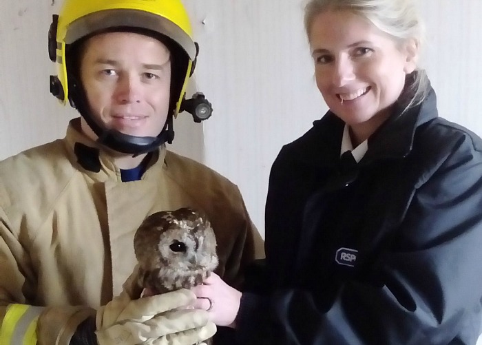 owl-stuck-in-chimney-treated-at-stapeley-grange