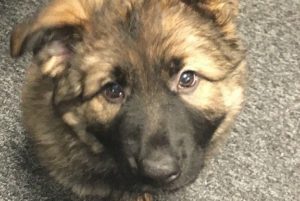 Cheshire Police canine crimefighter named Axel by public
