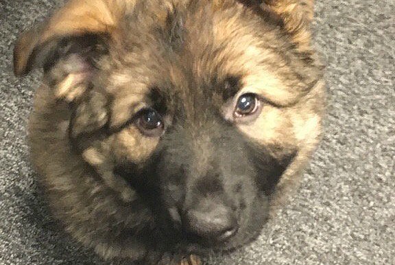 PC puppy Axel as voted by public