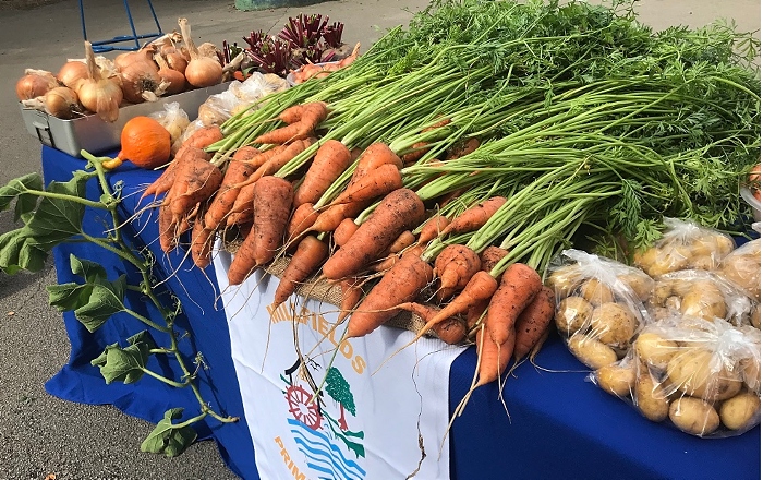 veg crop - Millfields Gardening Club (1)